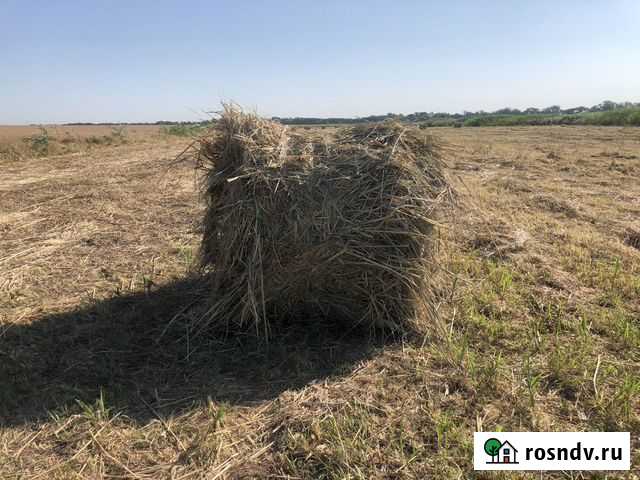 Сено Кущевская - изображение 1