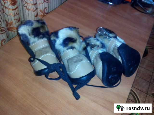 Обувь Для собаки 0т 3 до 5кг на липучках Курчатов - изображение 1