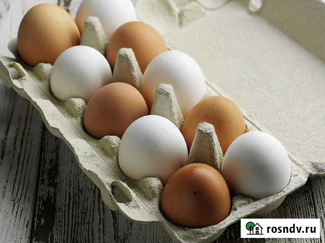Домашние куриные яйца Псков - изображение 1