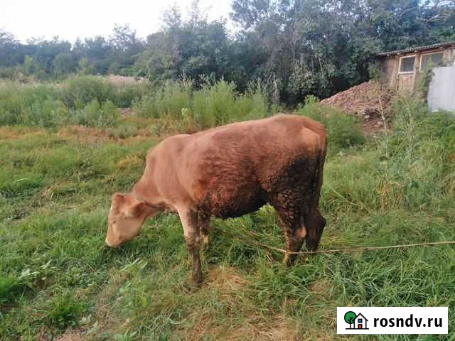 Тёлка Афипский - изображение 1