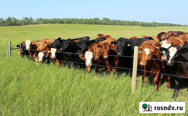 Генератор электроизгороди для крс комплектую Октябрьский - изображение 1