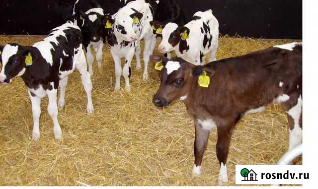 Телята подворные с доставкой Можайск - изображение 1