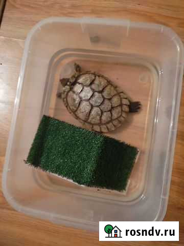 Красноухая черепаха Казань - изображение 1