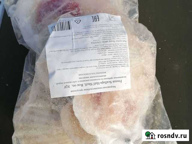 Морской гребешок Чита - изображение 1