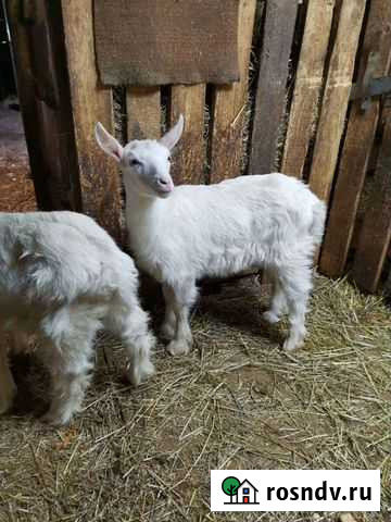 Козочка и козлик Йошкар-Ола - изображение 1