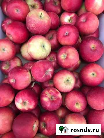 Яблоки оптом сорт Айдаред Батайск - изображение 1
