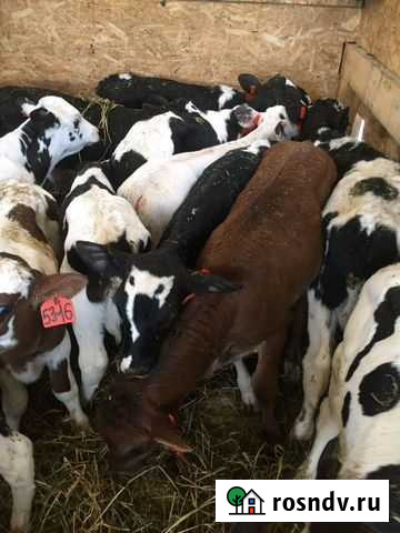 Телята подворные с доставкой Ливны - изображение 1