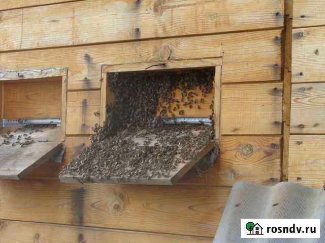 Пчеловодство Барышево - изображение 1