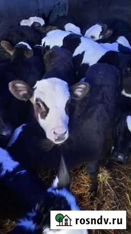 Бычки телки помесные Кузнецк - изображение 1