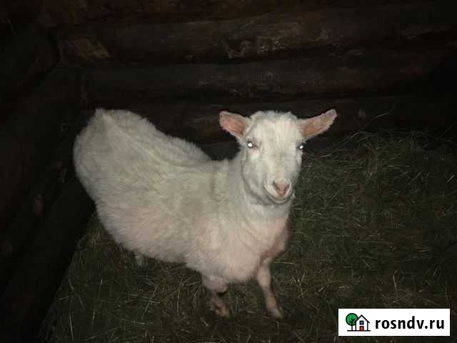 Зааненская дойная коза Торжок - изображение 1