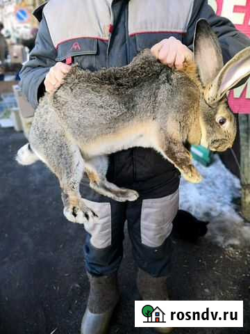 Кролики Чебоксары - изображение 1