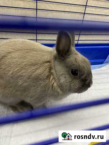 Декоративный кролик с клеткой Киров - изображение 1