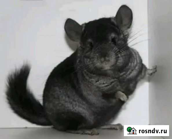 Мальчик Калуга - изображение 1