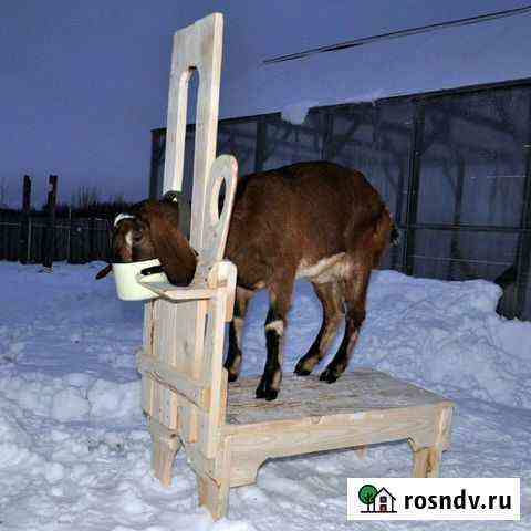Доильный станок для коз, устойчивый и красивый Тверь