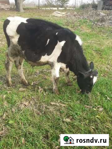 Бычек тёлочки Крымск - изображение 1