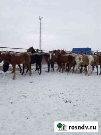 Лошади Омск