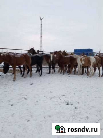 Лошади Омск - изображение 1