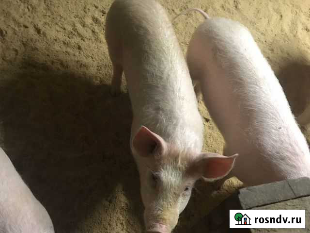 Продам 3 месечных Лакинск - изображение 1