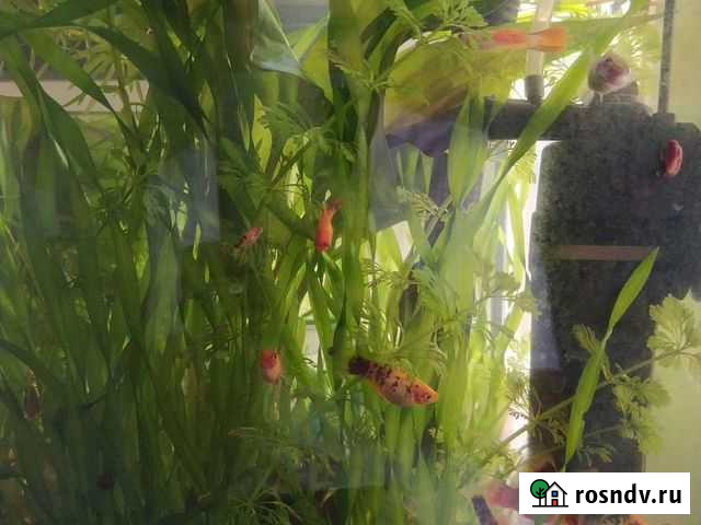 Пецилия Улан-Удэ - изображение 1