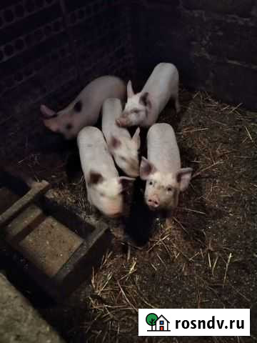 Поросенок ландрас Борисовка - изображение 1