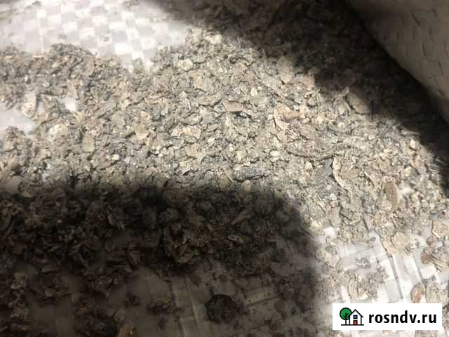 Ракушка морская Усолье-Сибирское - изображение 1