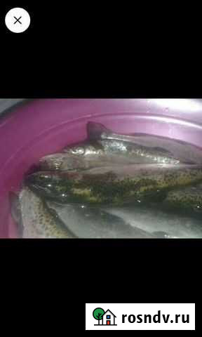 Форель не с озеро а из чистого роточного пруда ест Кашхатау - изображение 1