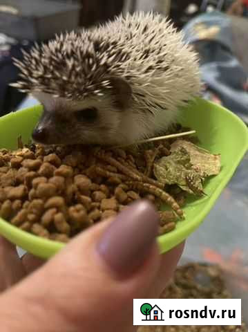 Ёжик африканский Челябинск - изображение 1