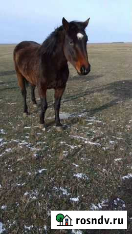 Лошади Ершов - изображение 1