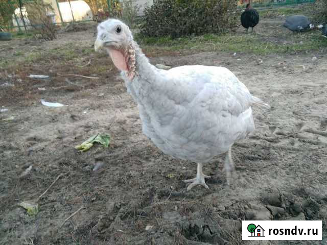Индюшка полгода Моряковский Затон - изображение 1