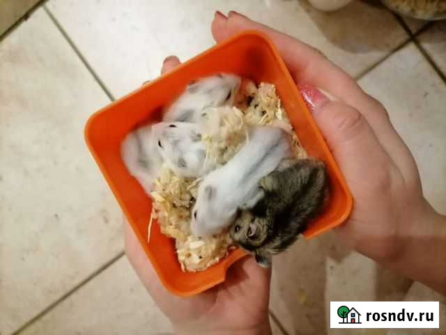 Добрые Хомяки джунгарики с доставкой Новосибирск - изображение 1