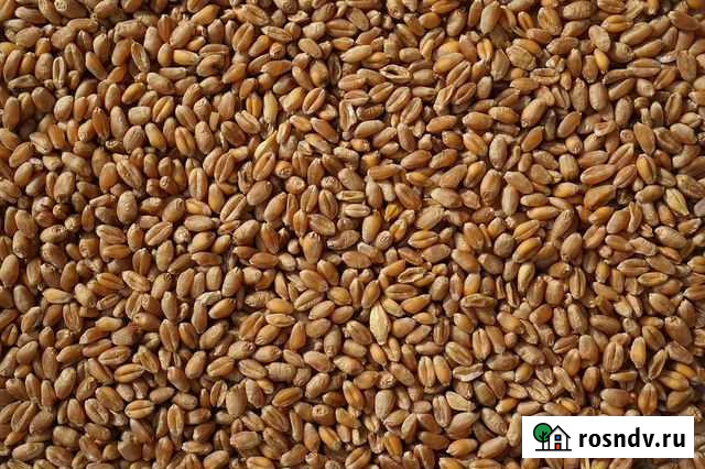 Зерно пшеница ячмень овес Ишим - изображение 1
