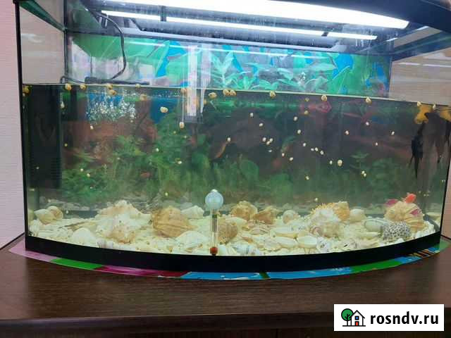 Улитки ампулярии Чебоксары - изображение 1