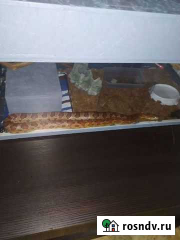 Маисовый полоз Городец - изображение 1