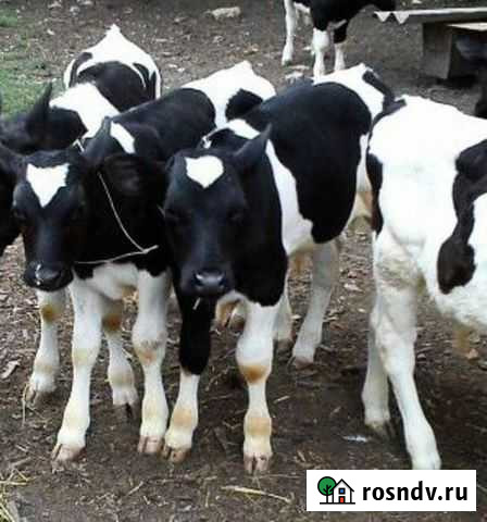 Бычки телята Константиновск - изображение 1