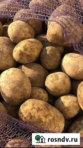 Картошка Картофель деревенский с бесплатной достав Усолье-Сибирское - изображение 1