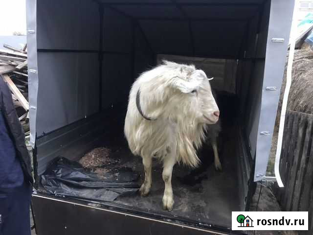 Козел на вязку Черноголовка - изображение 1