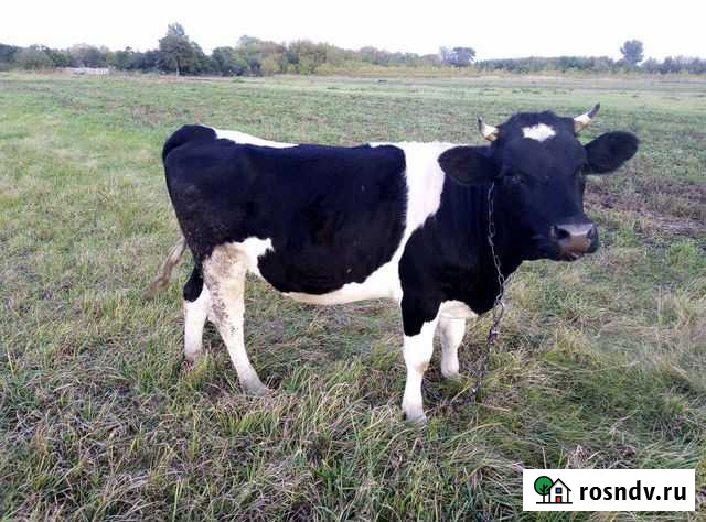 Телка Льгов - изображение 1