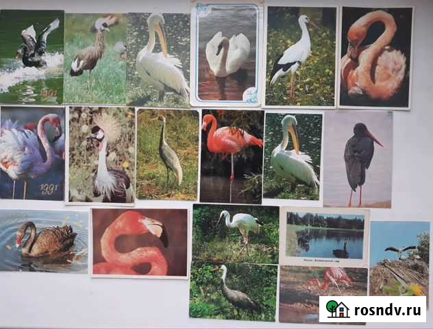 Календари птицы и морской мир,кошки Краснотурьинск - изображение 1