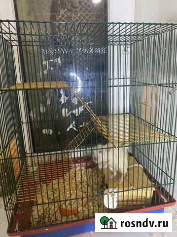 Крыса Воронеж - изображение 1