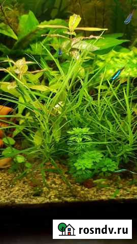 Аквариумные растения Россошь - изображение 1