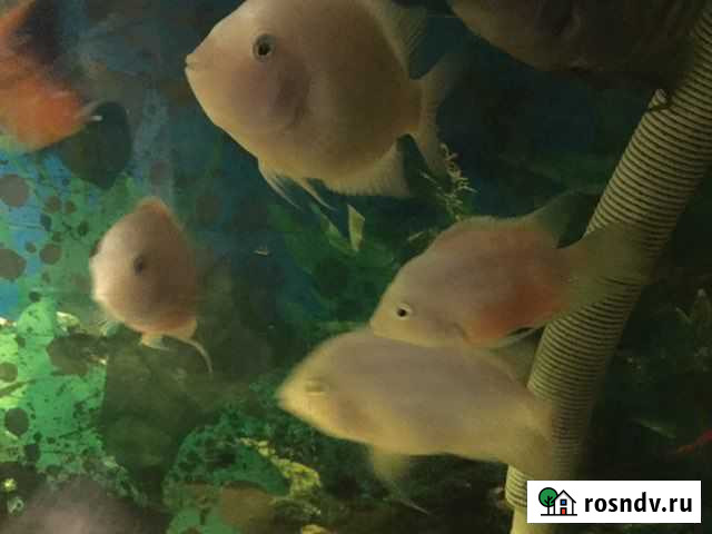 Рыба цихлида фламинго Мурманск - изображение 1