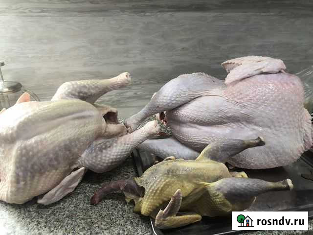 Мясо индейки, гуся, цесарки Елово - изображение 1