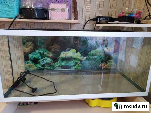 Аквариум Иркутск - изображение 1