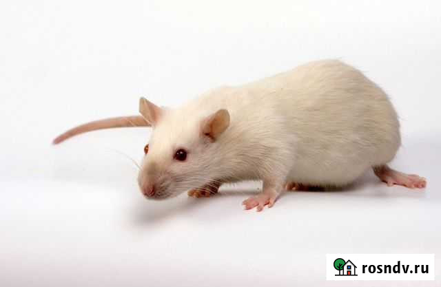 Крыски, песчанки, джунгарики Рязань - изображение 1