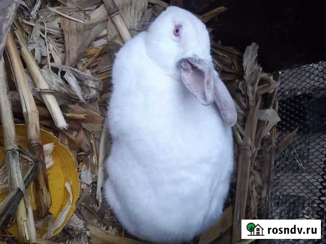 Кролики Ачхой-Мартан - изображение 1