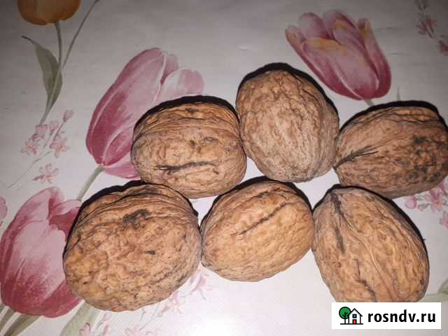 Орех грецкий Владимирская - изображение 1