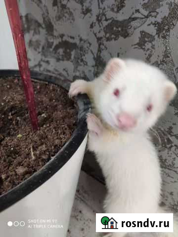 Хорек Екатеринбург - изображение 1