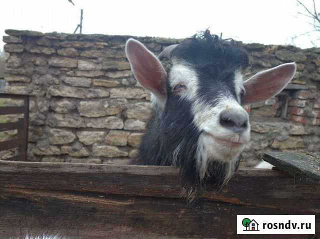 Продам Баранов Волово - изображение 1