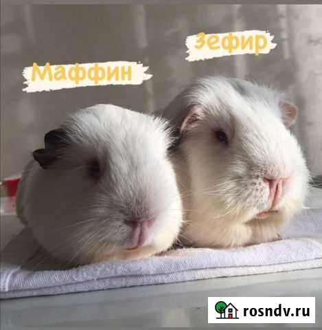 Морская свинка с клеткой бесплатно Кимры - изображение 1