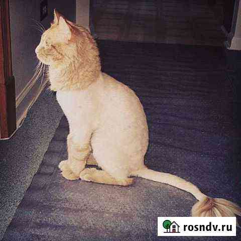 Стрижка котов и кошек Нижний Новгород